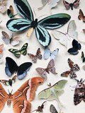 Paper Bug collection for home decor